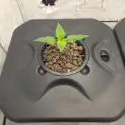Pound Cake Auto