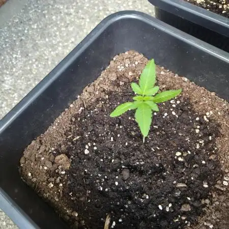 Purple Haze Auto