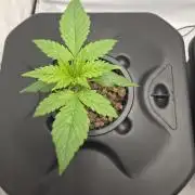 Pound Cake Auto
