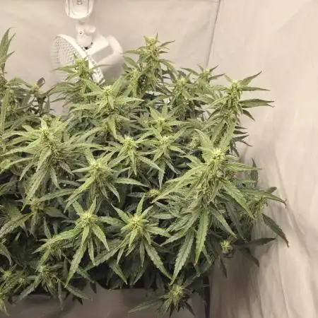 Gorilla Zkittlez