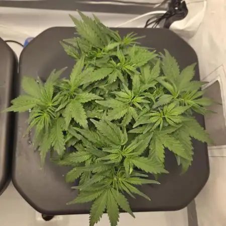 Gorilla Zkittlez