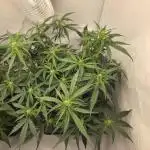Gorilla Zkittlez
