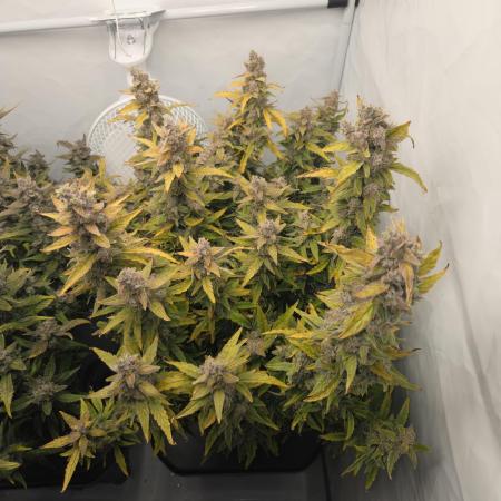 Gorilla Zkittlez