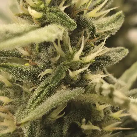 Gorilla Zkittlez