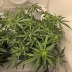 Gorilla Zkittlez