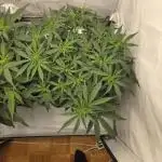 Gorilla Zkittlez