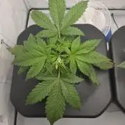 Pound Cake Auto
