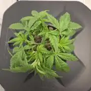 Pound Cake Auto