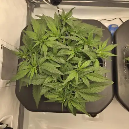 Frostbanger