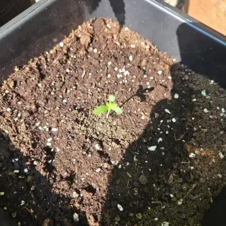 Purple Haze Auto