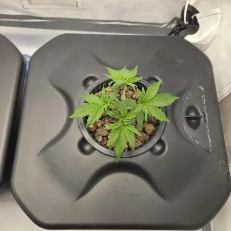 Gorilla Zkittlez