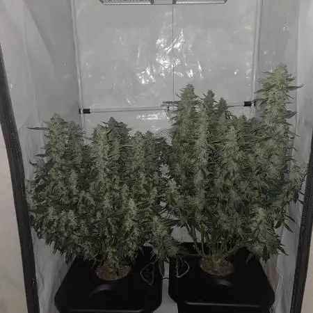Gorilla Zkittlez