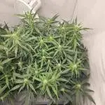 Gorilla Zkittlez