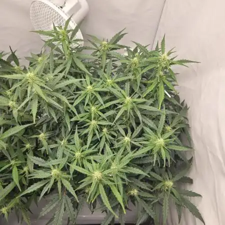 Gorilla Zkittlez