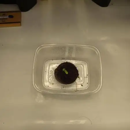 Purple Haze Auto Indoor vorziehen / Out