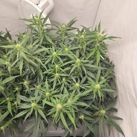 Gorilla Zkittlez