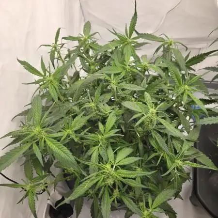 Frostbanger