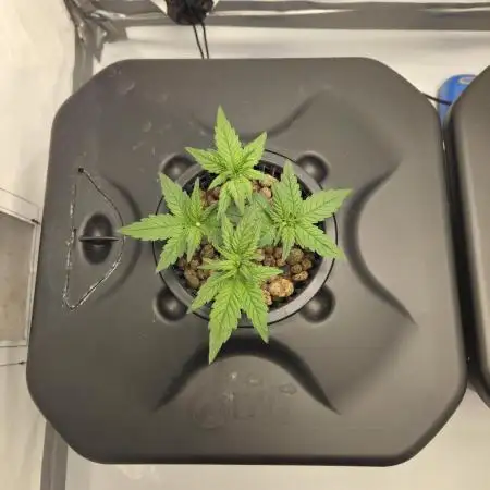 Frostbanger