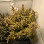 Gorilla Zkittlez