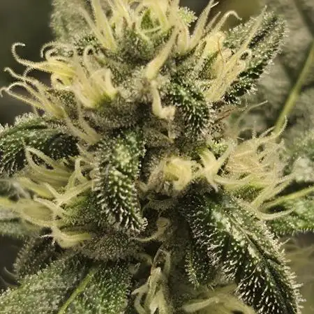 Frostbanger