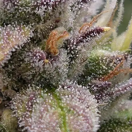 Gorilla Zkittlez