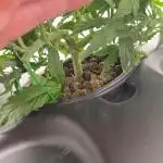 Gorilla Zkittlez