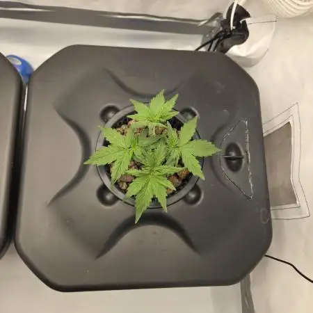 Gorilla Zkittlez