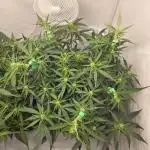 Gorilla Zkittlez