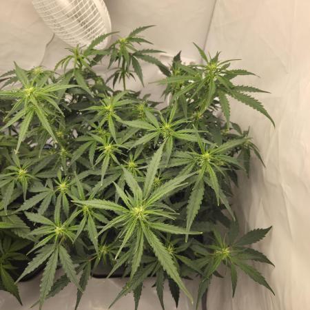 Gorilla Zkittlez