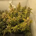 Gorilla Zkittlez