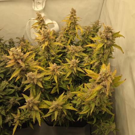 Gorilla Zkittlez