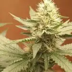 Gealato kush (personal selection)