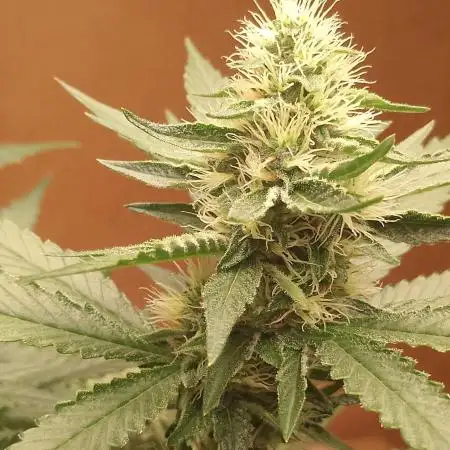 Gealato kush (personal selection)