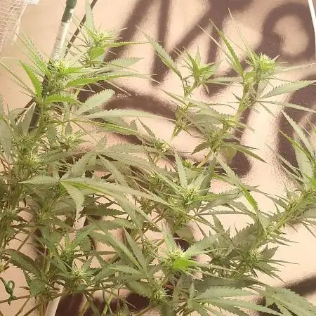 Oreoz agranel