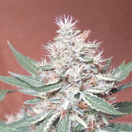 Gealato kush (personal selection)