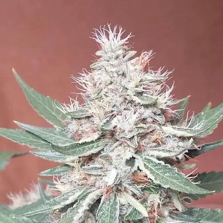 Gealato kush (personal selection)