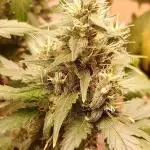 Oreoz agranel