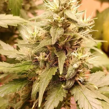 Oreoz agranel