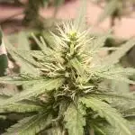 Oreoz agranel