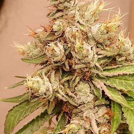 Gealato kush (personal selection)