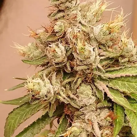 Gealato kush (personal selection)