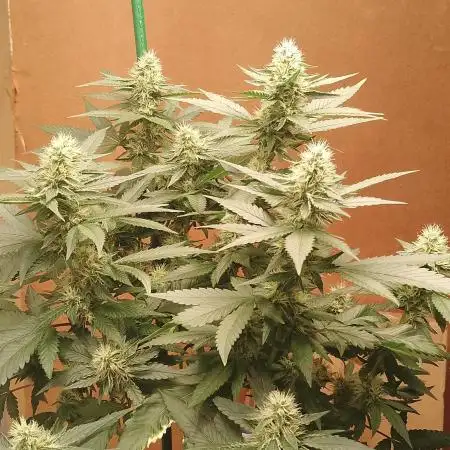 Gealato kush (personal selection)