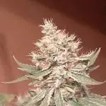 Gealato kush (personal selection)