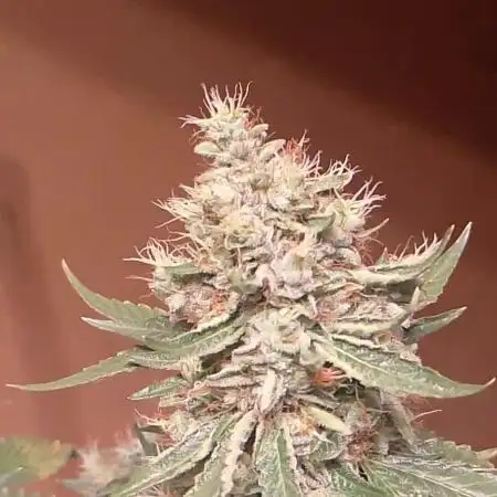 Gealato kush (personal selection)