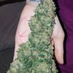 FB Tangie'matic