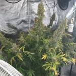 2xAutos WWXXL Dinafem&RQS-NLights 2x400W