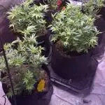 Biggz Bush