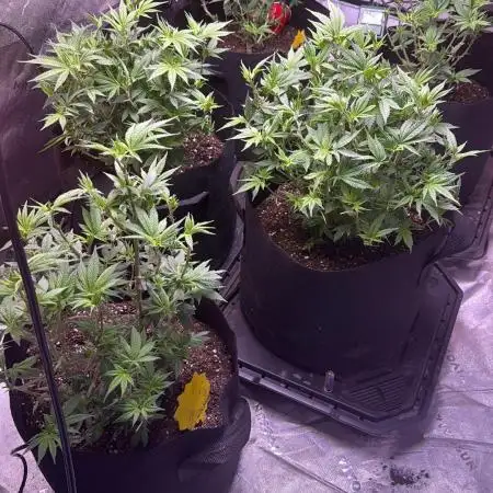 Biggz Bush