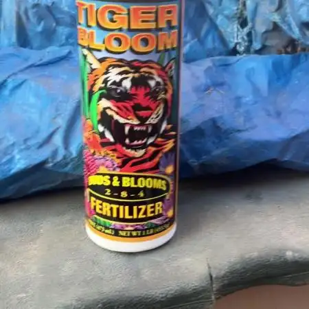 Biggz Bush
