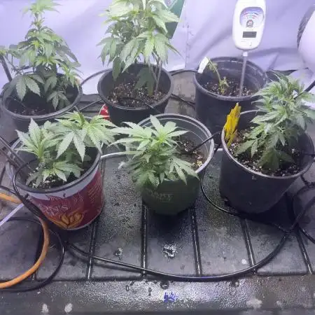 Biggz Bush